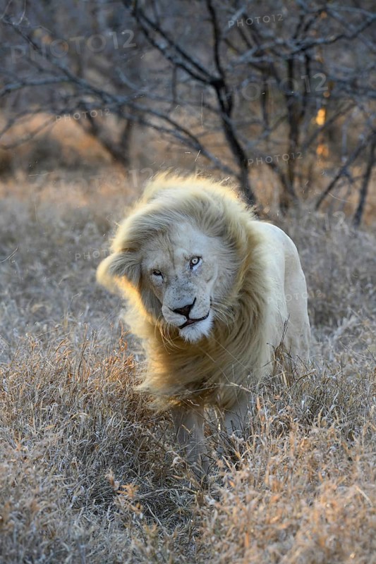 White lion