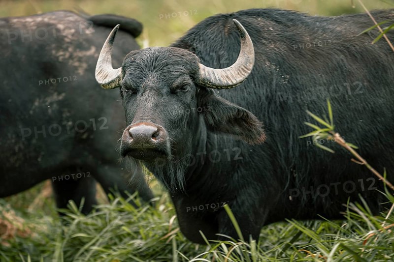 Water buffalo