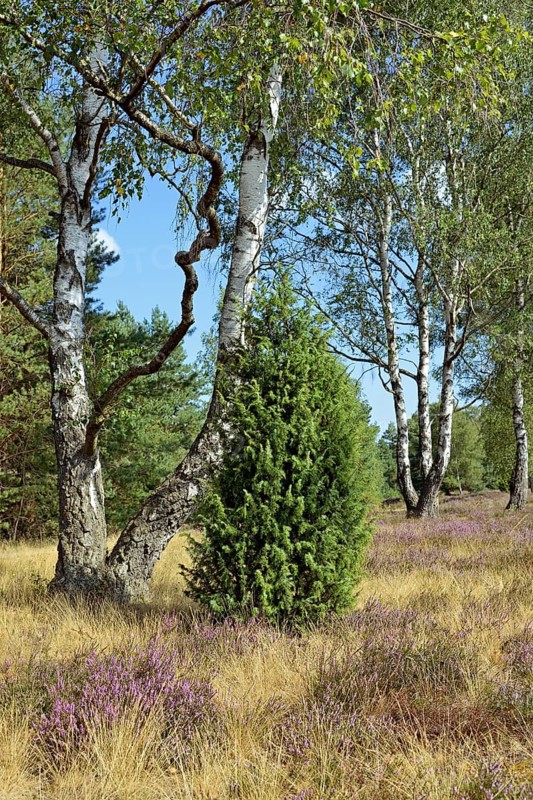 Heathland