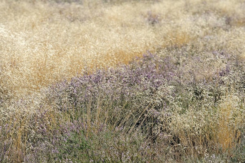 Heathland