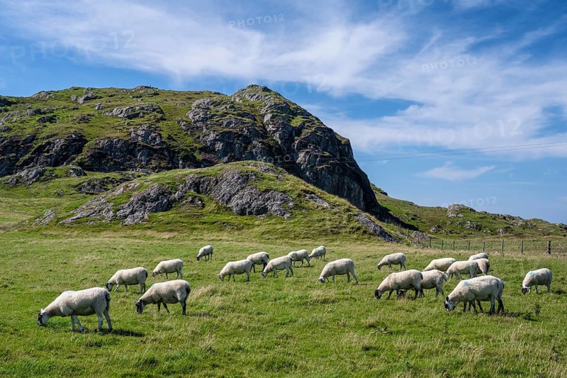 Sheep grazing in a pasture