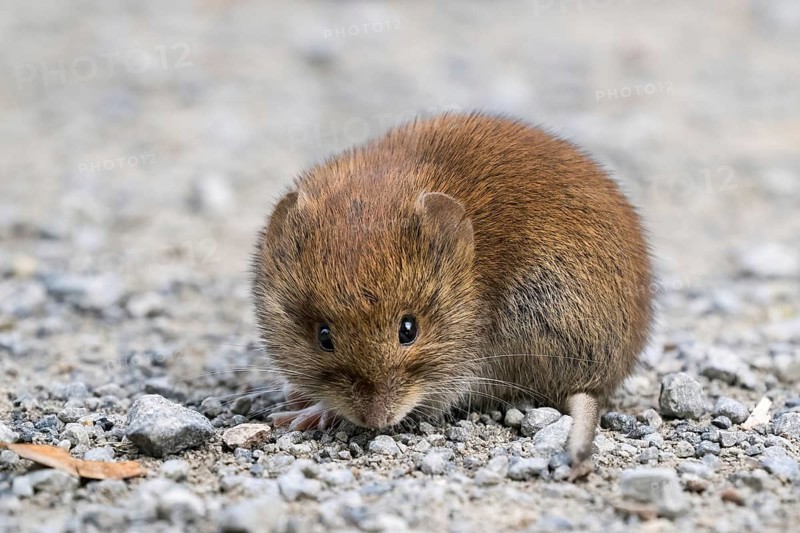 Bank vole