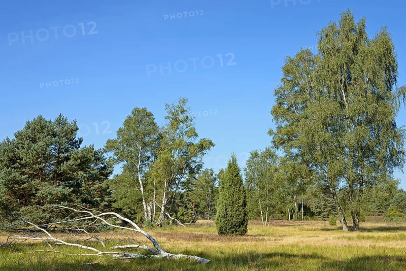 Heathland