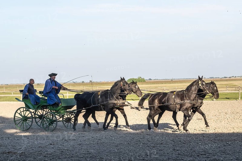 Horses