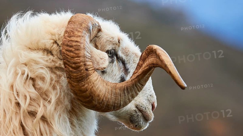Ram