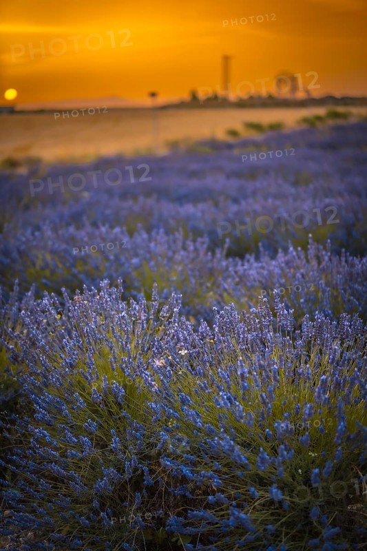 Field of lavender with purple flowers in full cultivation in the town of Olite