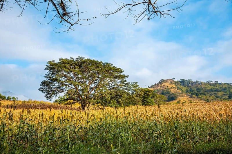 A green fairytale tree in a field of Copan Ruinas. Honduras