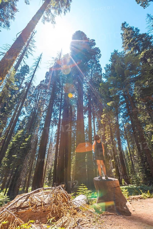 A woman in Giant trees in a meadow of Sequoia National Park