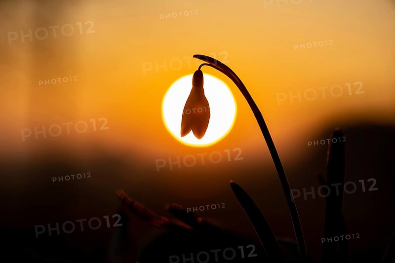 Common snowdrop