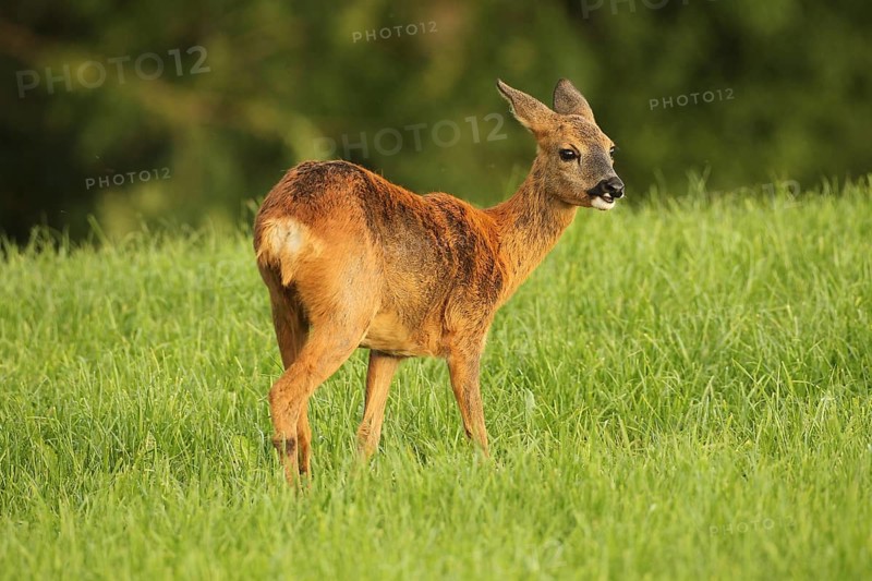 Roe deer changing coat