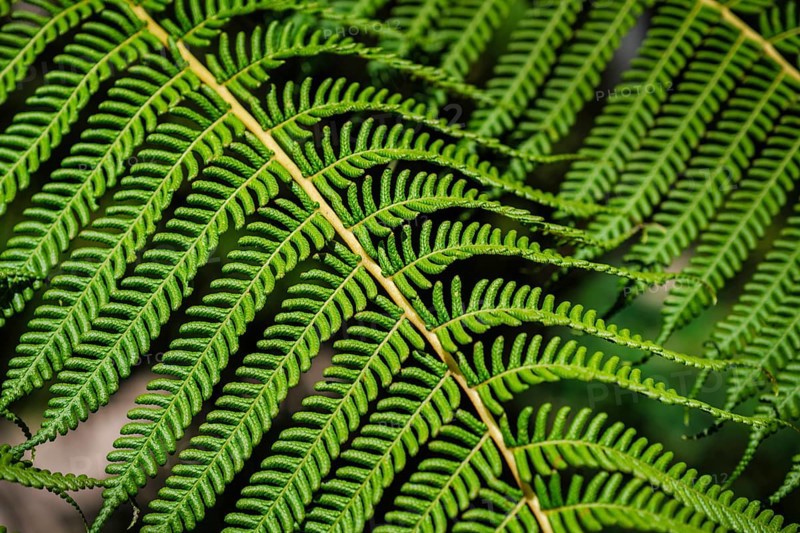 Close up view Sphaeropteris cooperi or Cyathea cooperi lacy tree fern