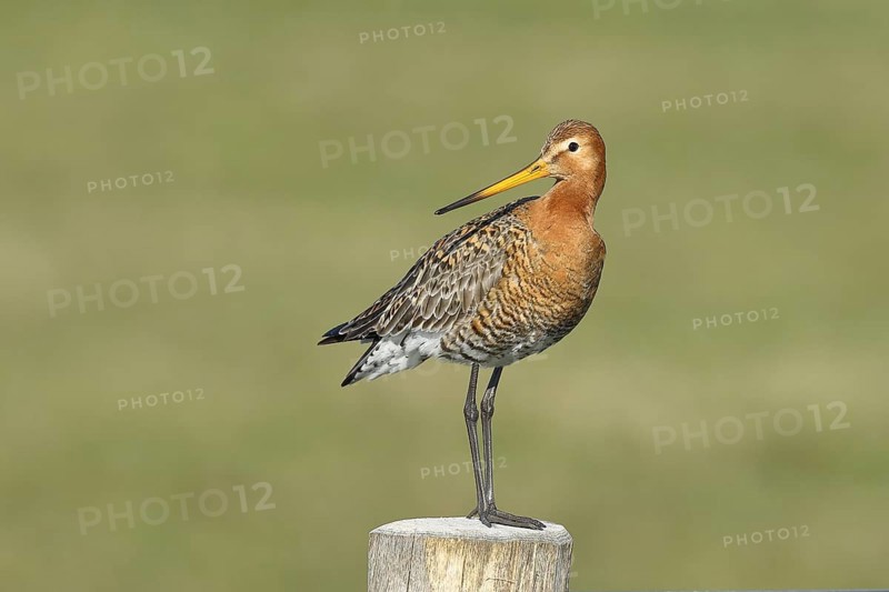 Black-tailed Godwit