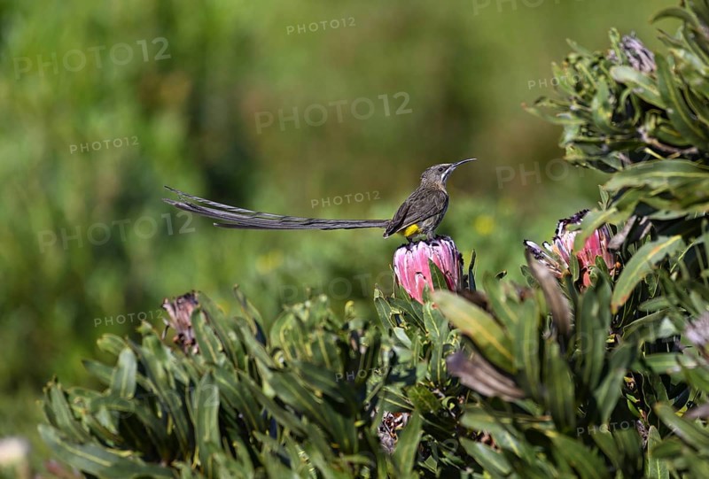 Cape Honeybird