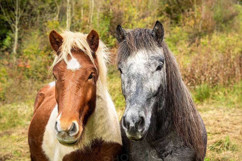 Portrait of two Icelandic horses