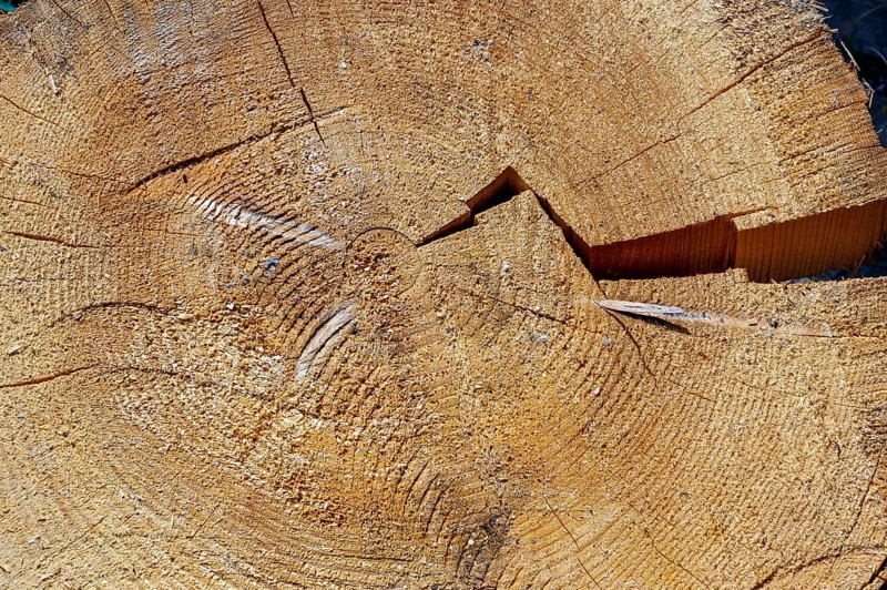 Cracked tree slice with annual rings