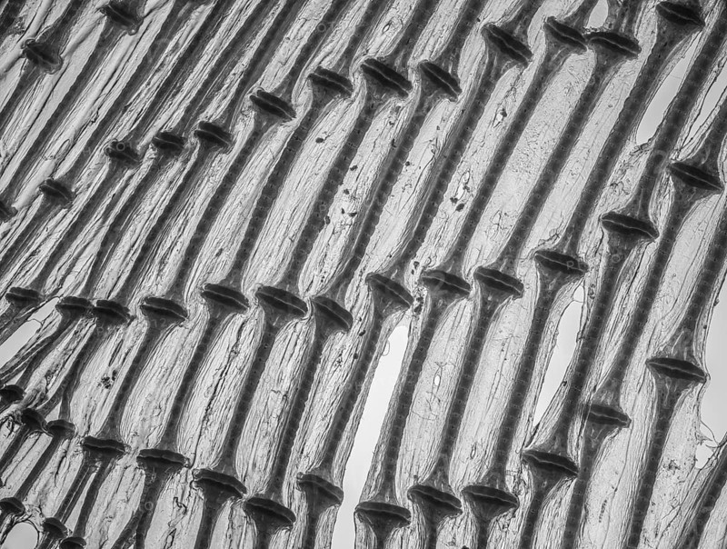 Cartilage from a ray wing backlit