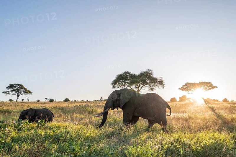 African elephants