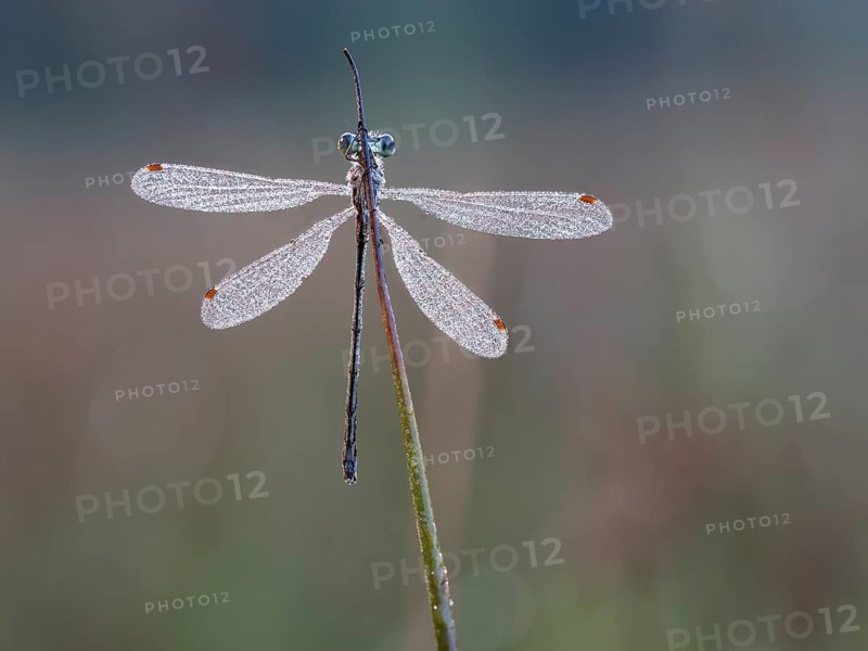 Emerald damselfly