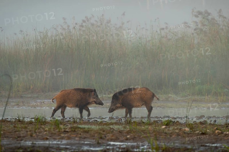 Wild boars