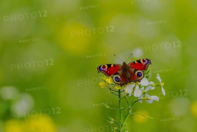 European peacock