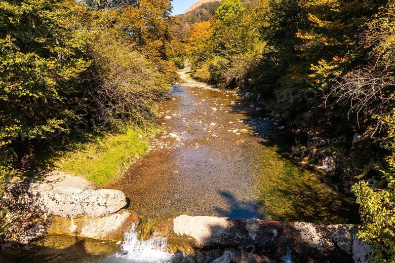 Irati forest or jungle in autumn