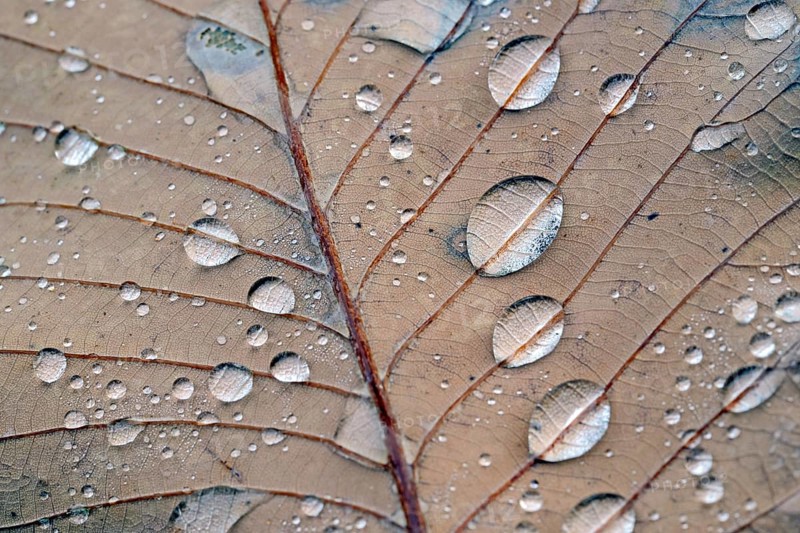 Pontine oak