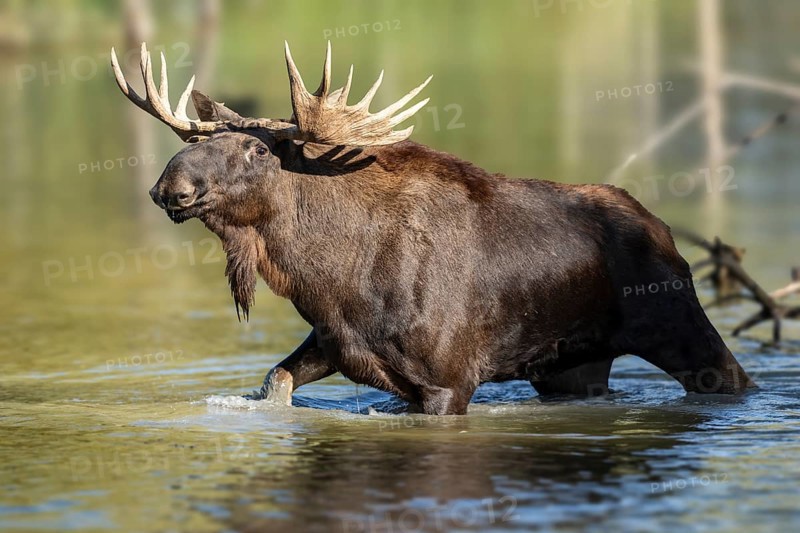 European elk
