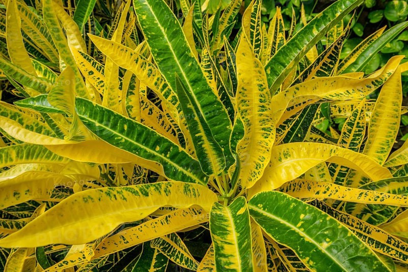 Garden croton aka variegated croton