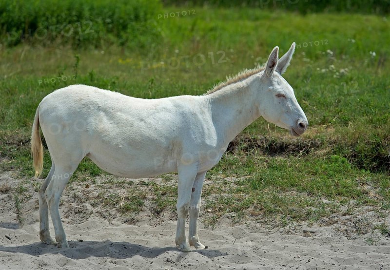 Austro-Hungarian White Baroque Donkey
