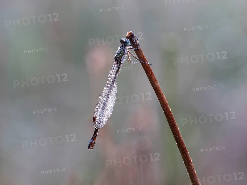 Emerald damselfly