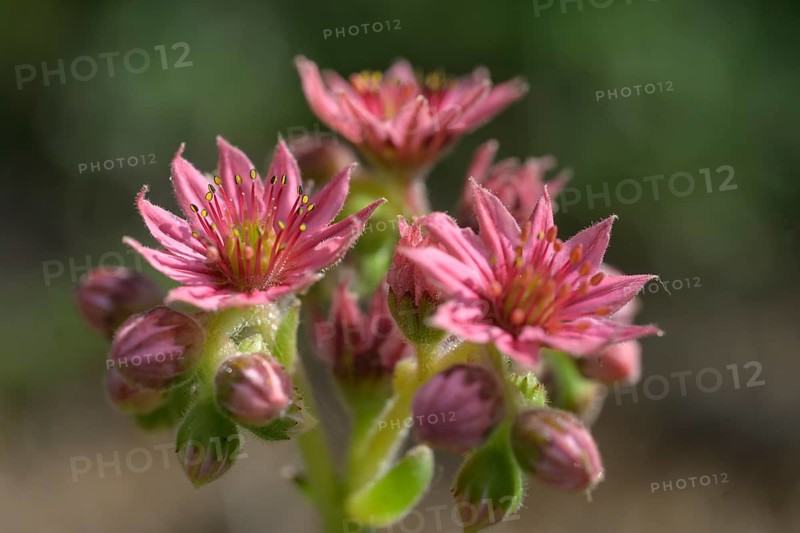 Flowering houseleek
