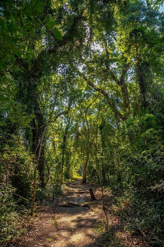 A beautiful path in the forest of the temples of Copan Ruinas. Honduras