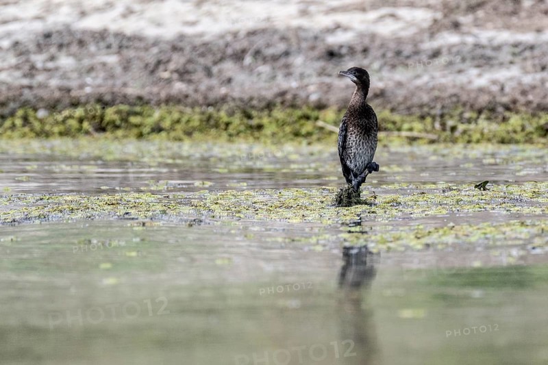 Pygmy Cormorant