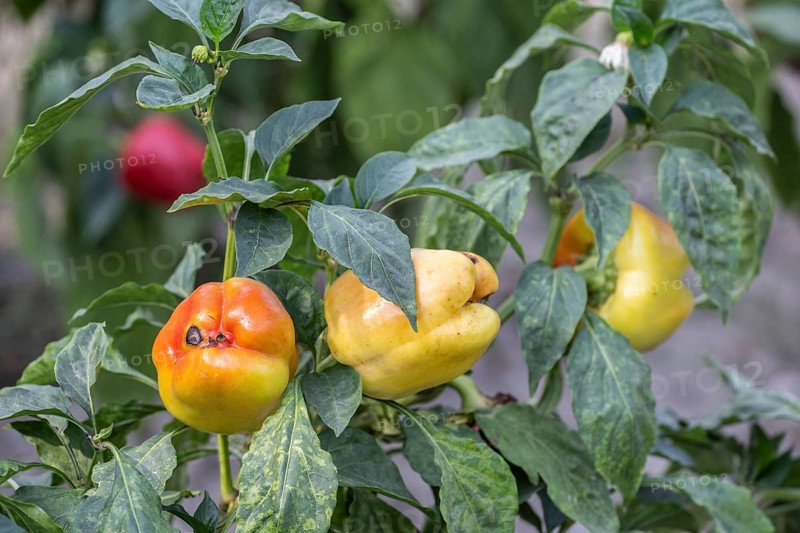 Sweet pepper