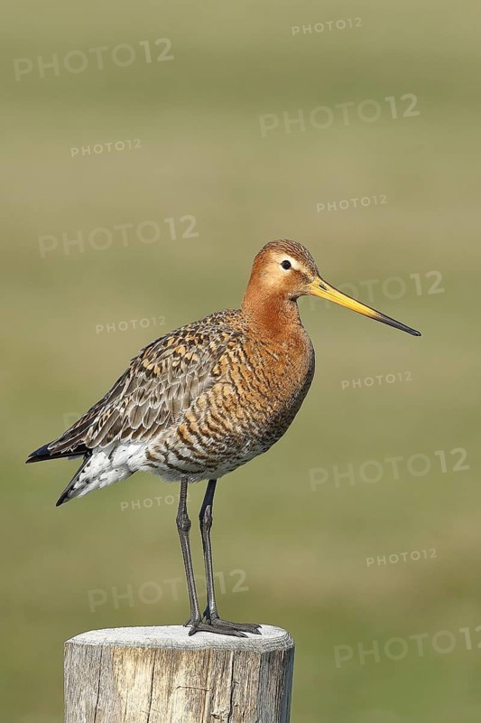 Black-tailed Godwit