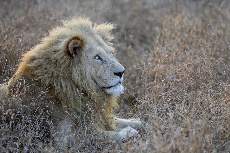 Portrait of a white lion