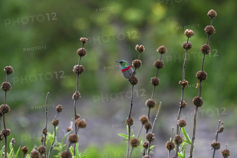 Double-banded Sunbird