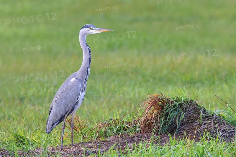 Grey heron