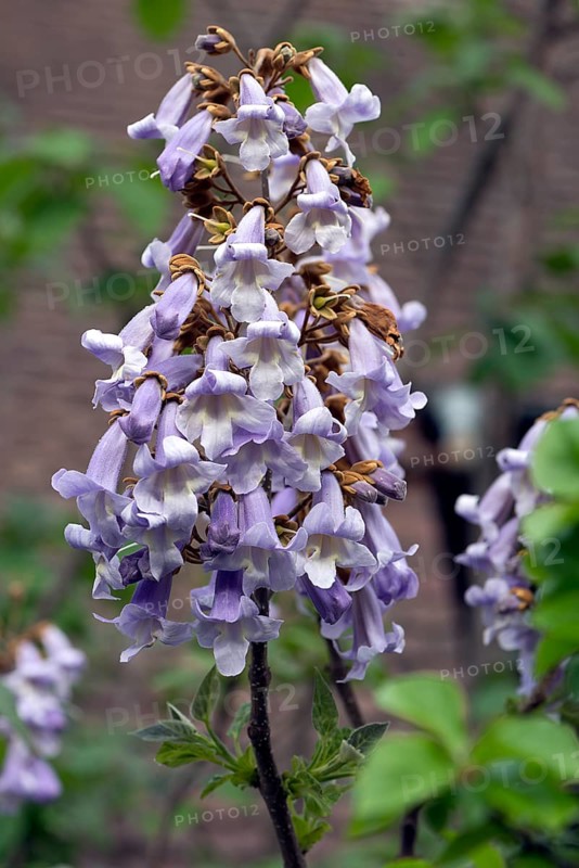 Flowers of the empress tree