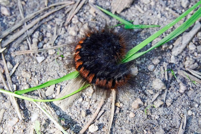 Caterpillar of the fox moth