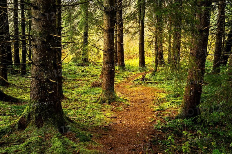 A narrow path through a forest with conifers. Mosses and lichens on the ground and tree roots. Allgaeu
