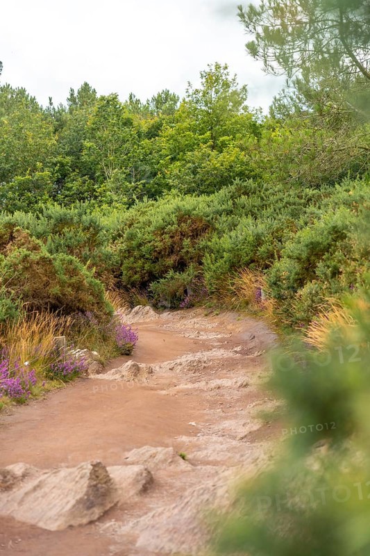 Path in the Broceliande forest