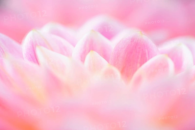 Water lily dahlias