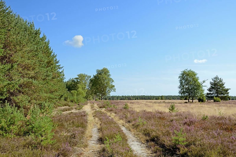 Heathland