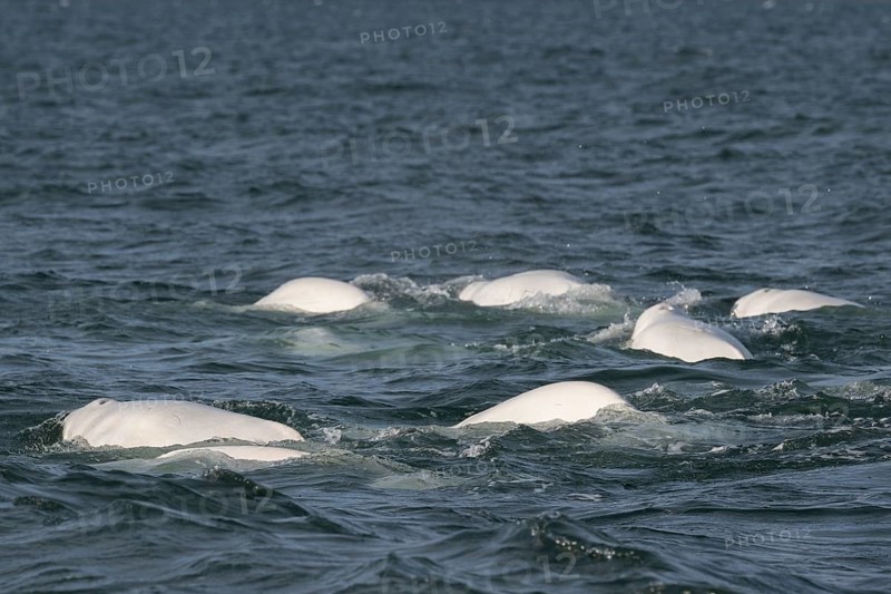 Group of belugas