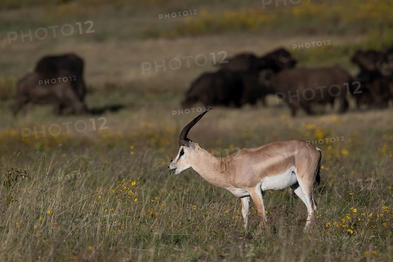 Grant's gazelle