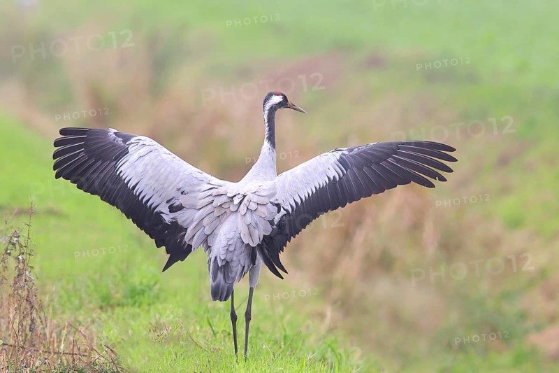 Crane