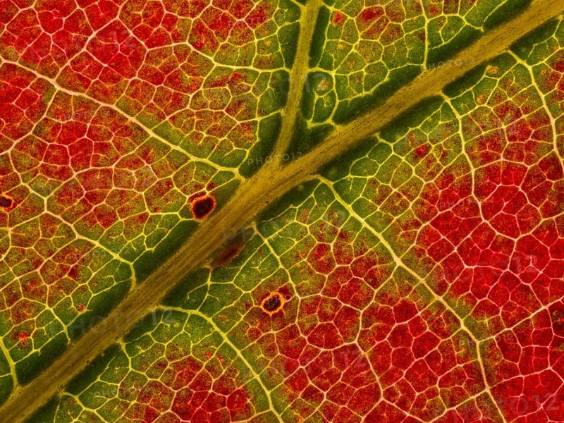 Autumn coloured leaf of a maple
