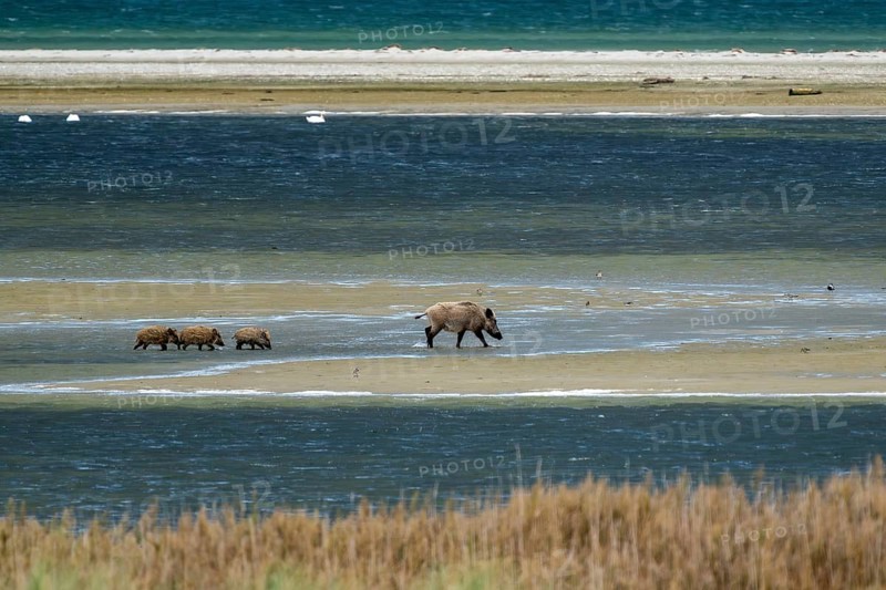 Wild boar