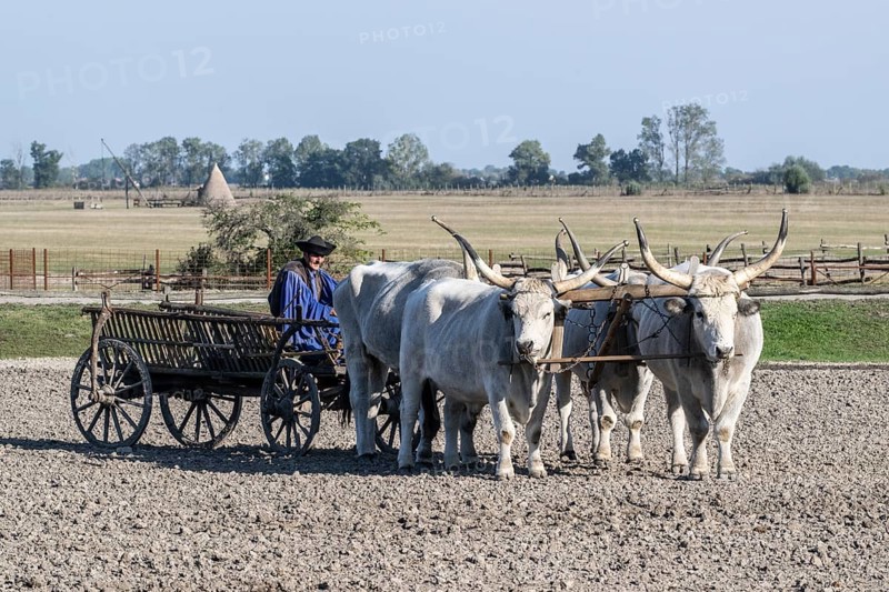 Hungarian steppe cattle